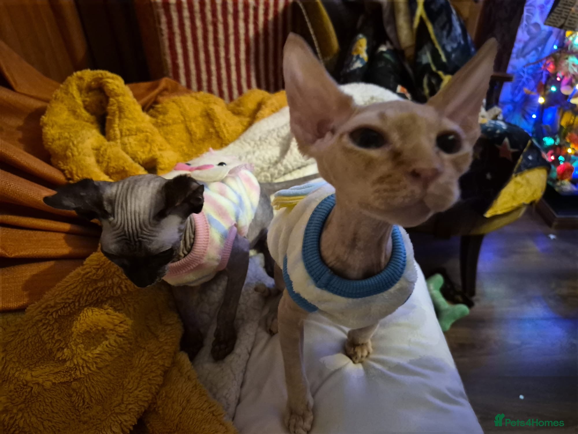 Sphynx cats Hairless male  - Advert 6