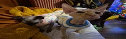 Sphynx cats for sale: Hairless male  - Advert 1