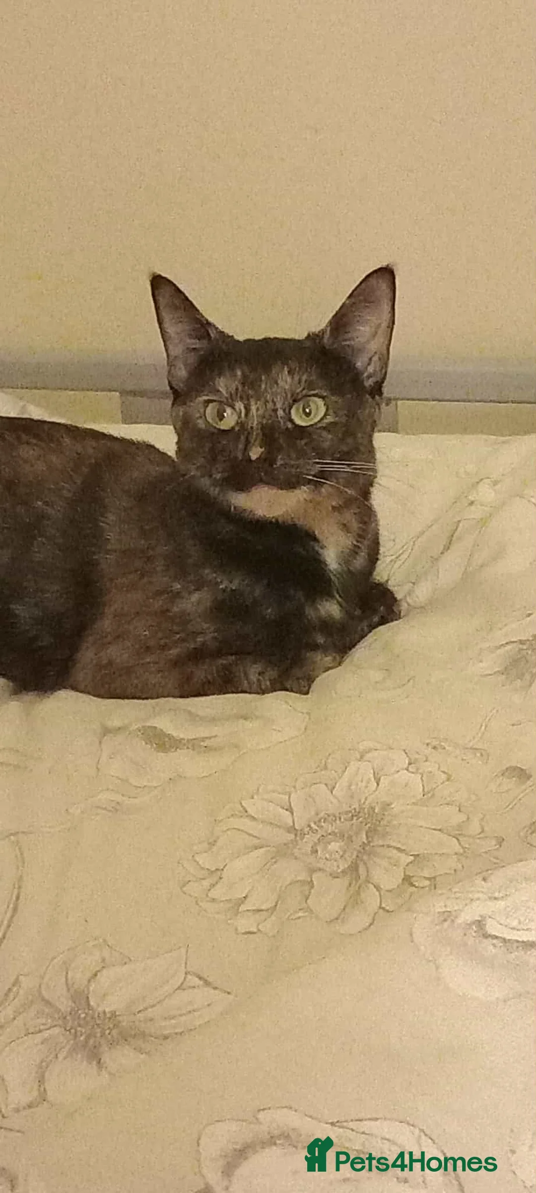 British Shorthair cats for sale: Kittens looking for a forever home - Advert 5