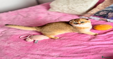 Scottish Fold cats High quality TICA pedigree kittens  - Advert 15