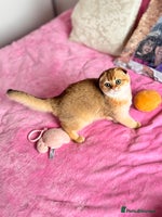 Scottish Fold cats High quality TICA pedigree kittens - Advert 6