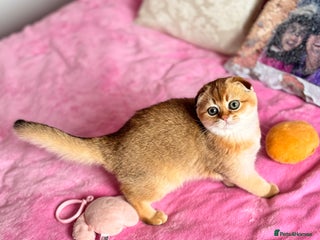 Scottish Fold cats High quality TICA pedigree kittens - Advert 12