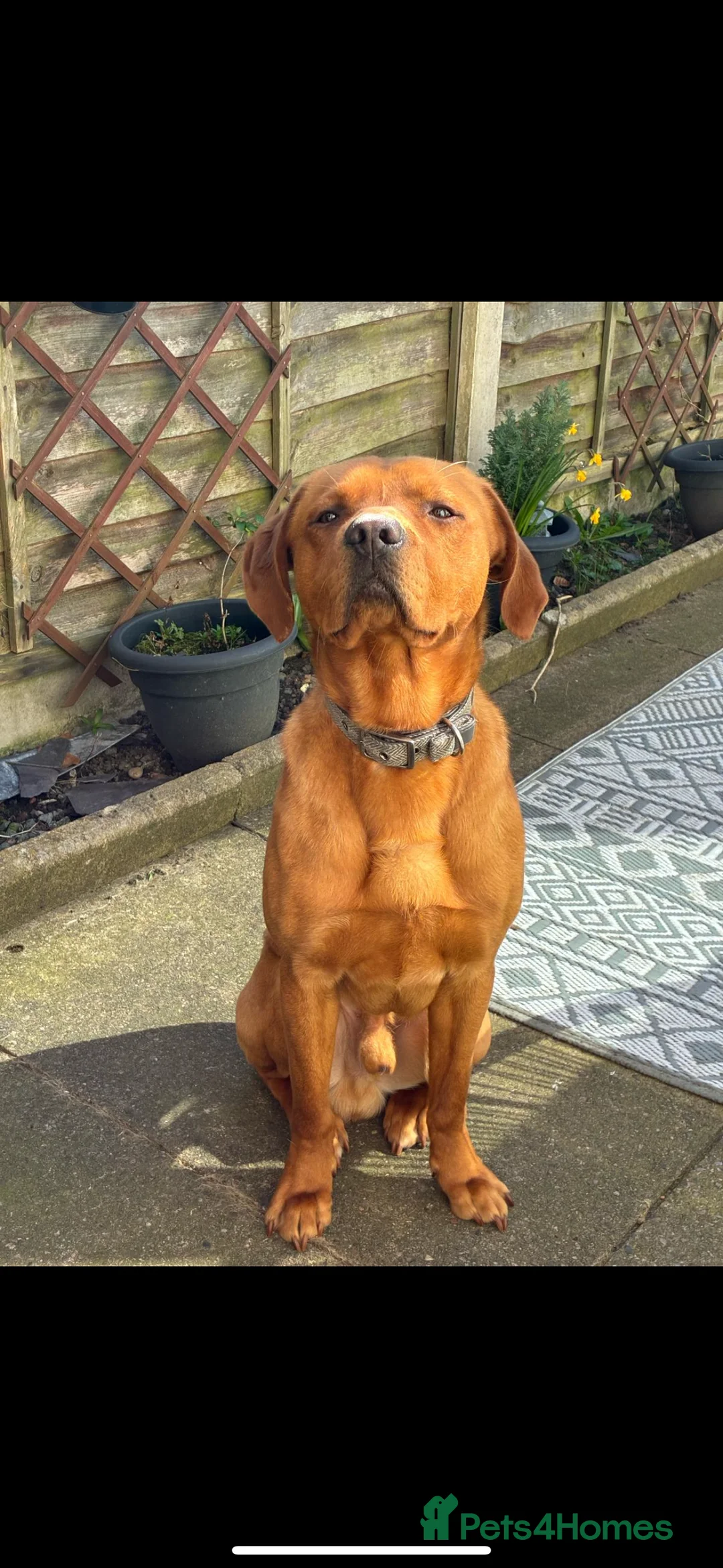 Labrador Retriever dogs for sale: Fox Red Labrador  - Advert 2