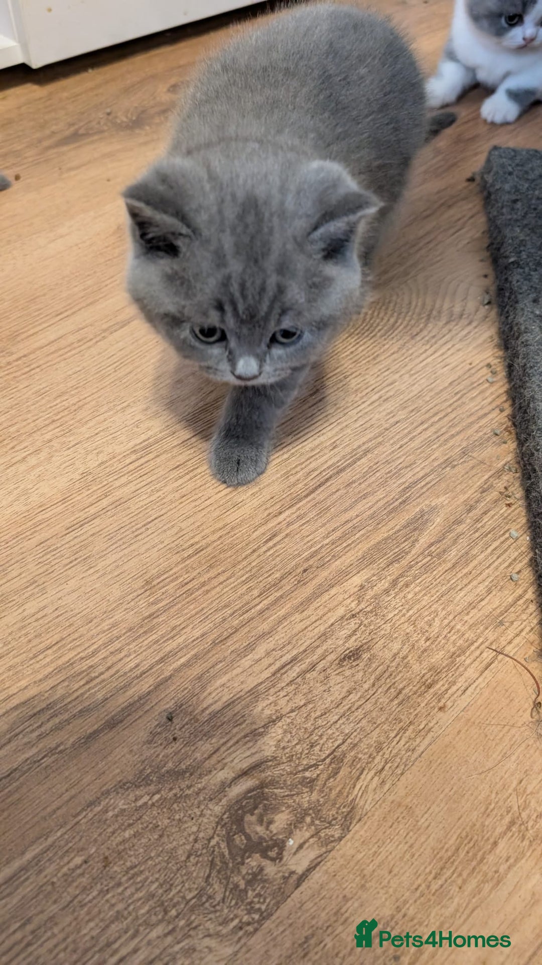 British Shorthair cats for sale: Stunning pedigree British short hair kittens  - Advert 16