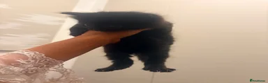British Longhair 4