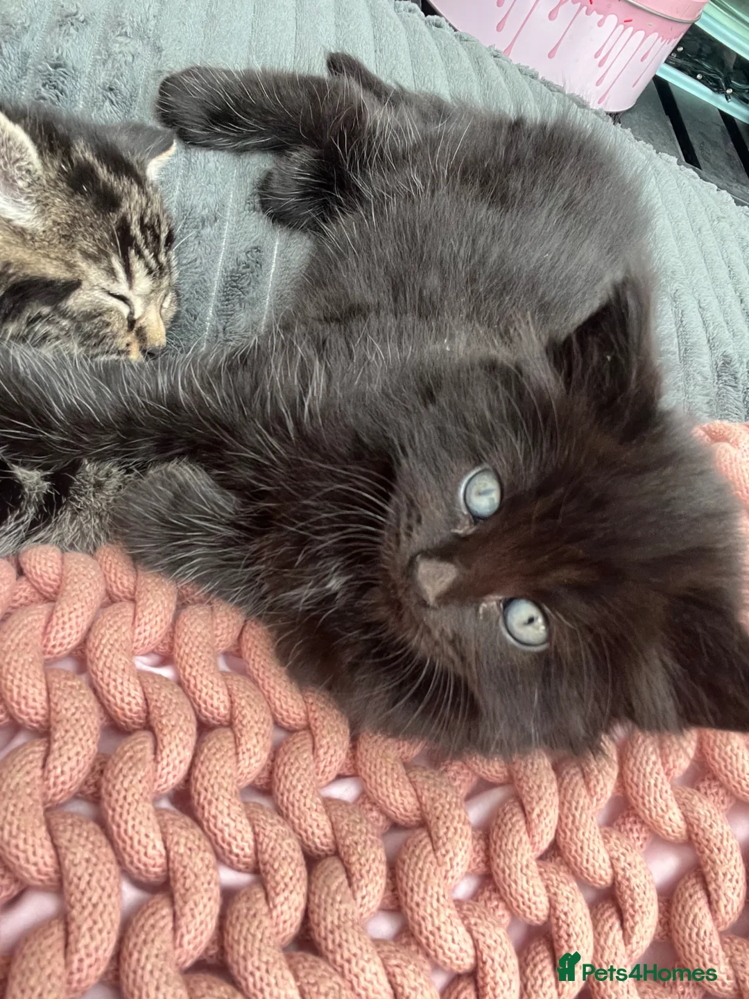 Ragdoll cats for sale: 2 Male and 1 female Ragdoll Kittens Ready Now!! - Advert 16