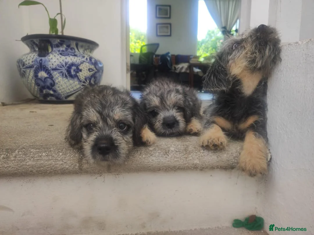 Dandie Dinmont Terrier dogs for sale: Dandie Dinmont Terrier puppies, now ready in London - Advert 3