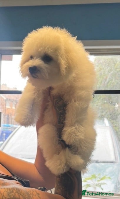 Bichon Frise dogs 2 BOYS LEFT Bichon Frise 2 boys 3 girls - Advert 1