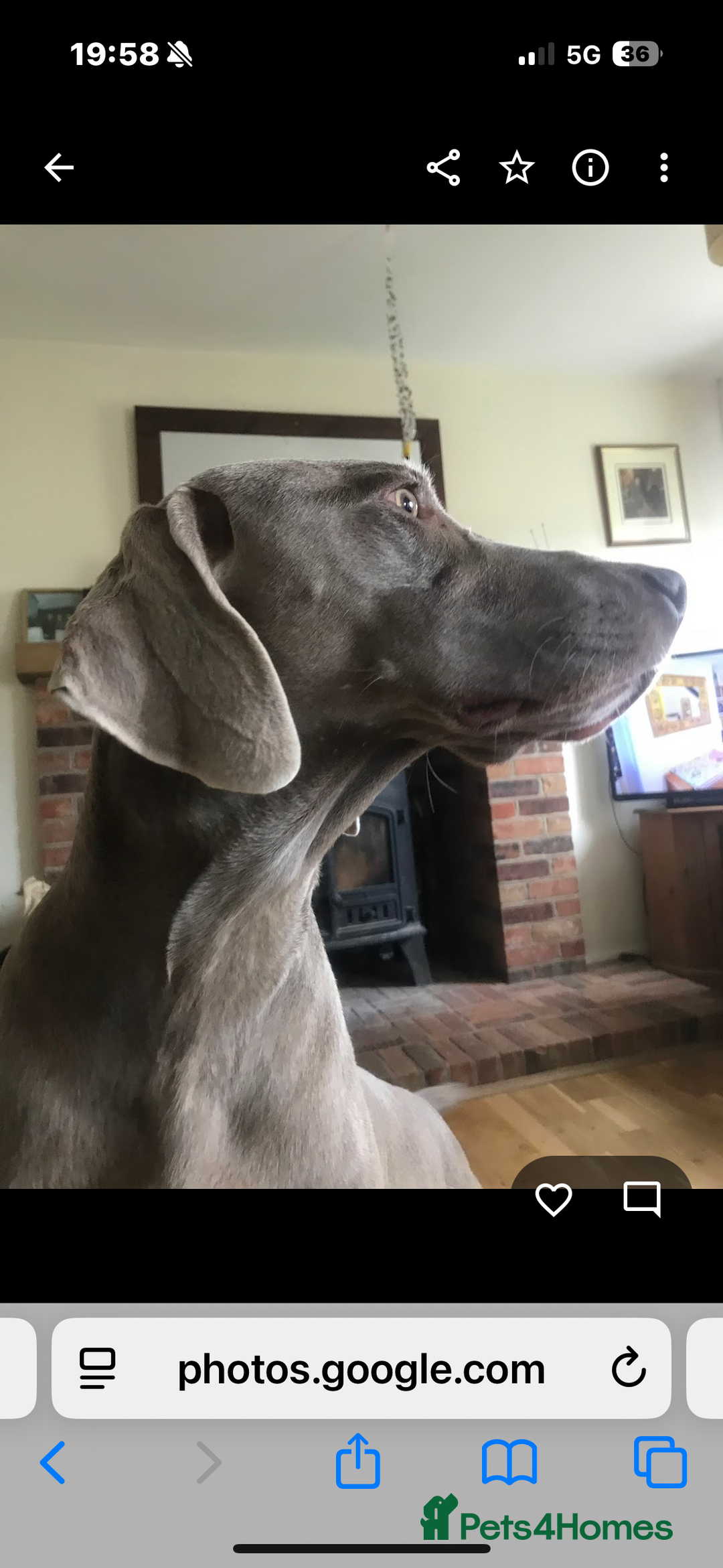 Weimaraner dogs for sale: 12 week boy ready for his forever home. - Advert 3