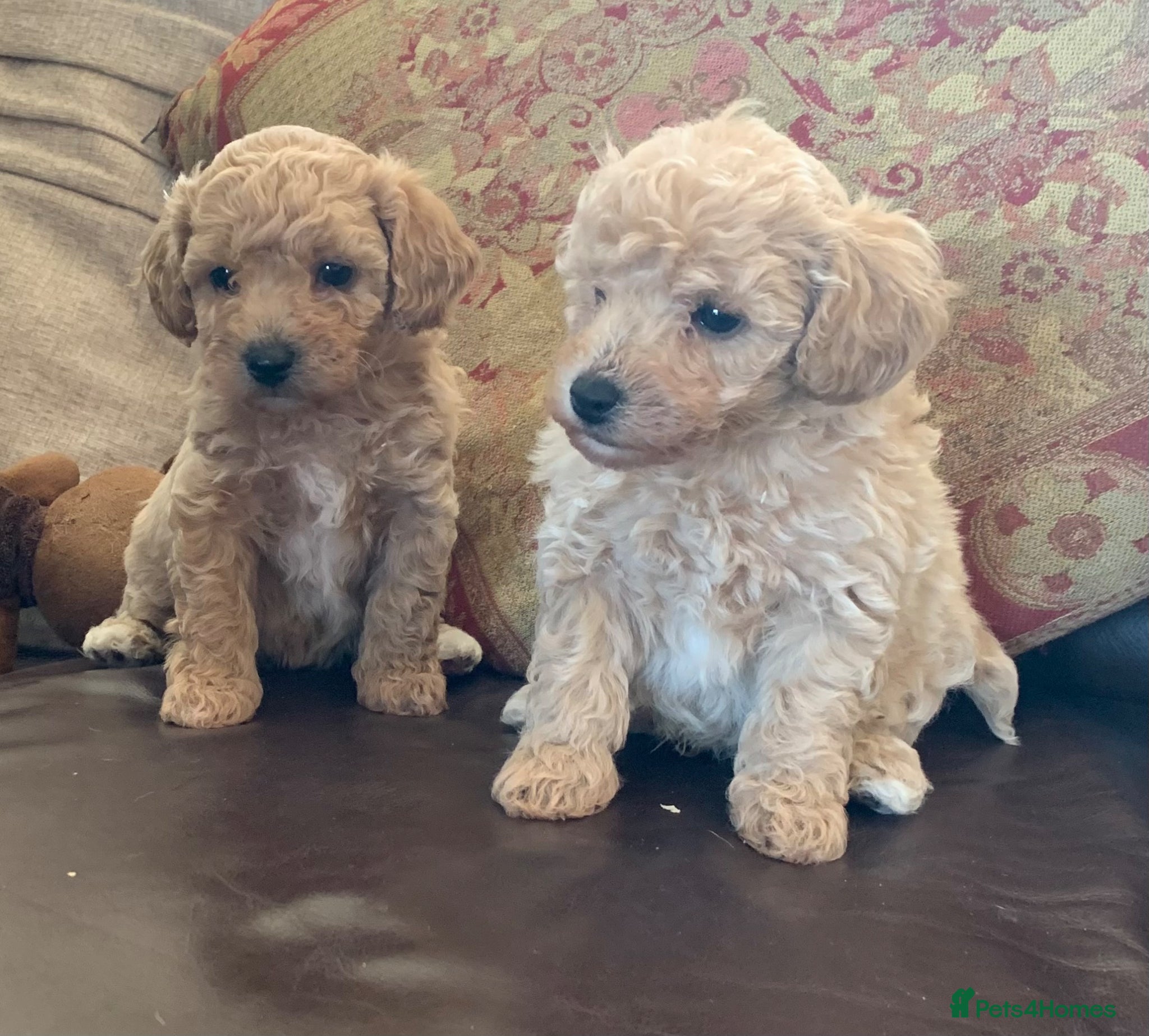 Poochon dogs Outstanding Poochon puppies  - Advert 1