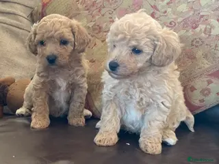 Poochon dogs for sale: Outstanding Poochon puppies - Advert 1