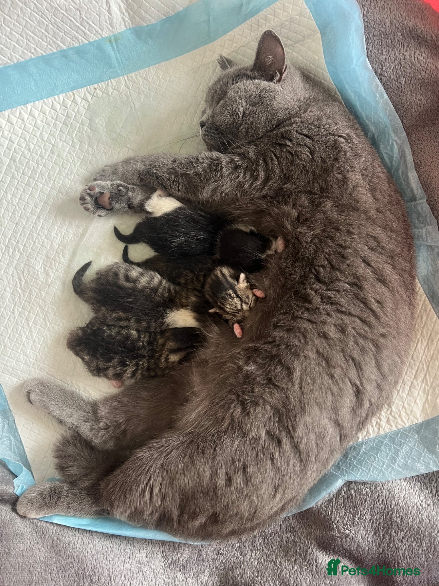Mixed Breed cats Mixed short haired British blue kittens - Advert 1