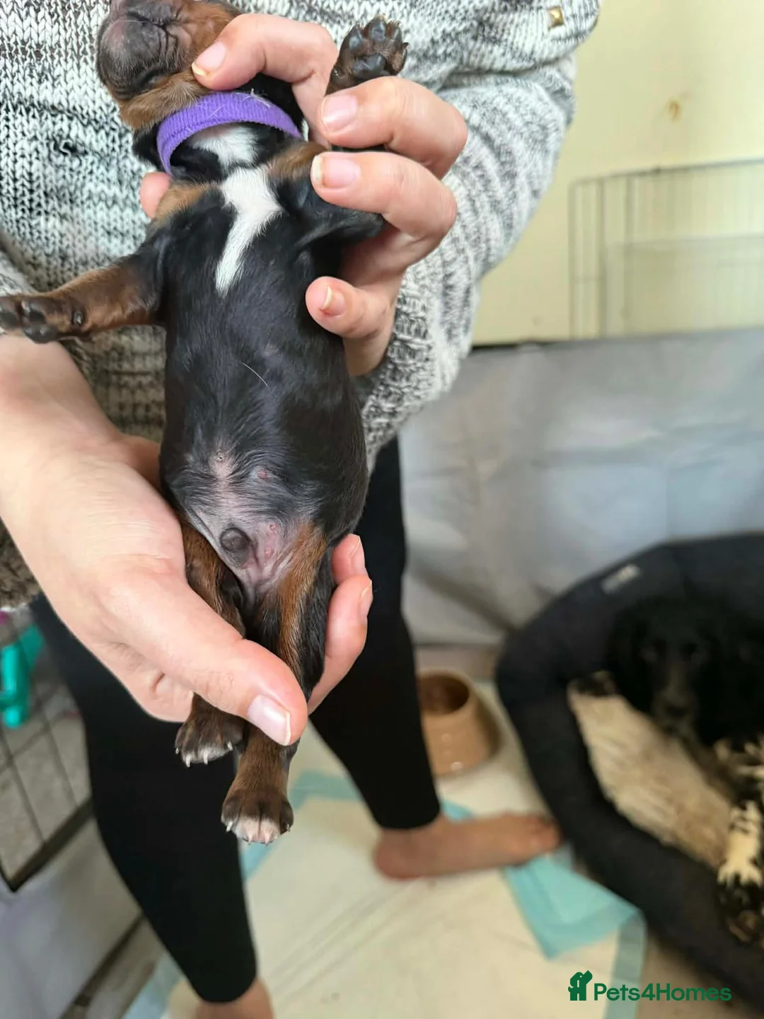 Sprocker dogs for sale: Amazing sprocker puppies  - Advert 6