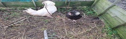 Chickens poultry for sale: 2 pairs of mottel Houdans - Advert 8