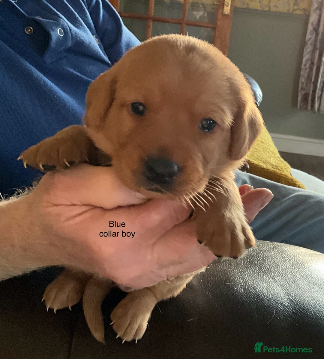 Labrador Retriever dogs for sale: Gorgeous Litter of Labrador Puppies - Advert 4