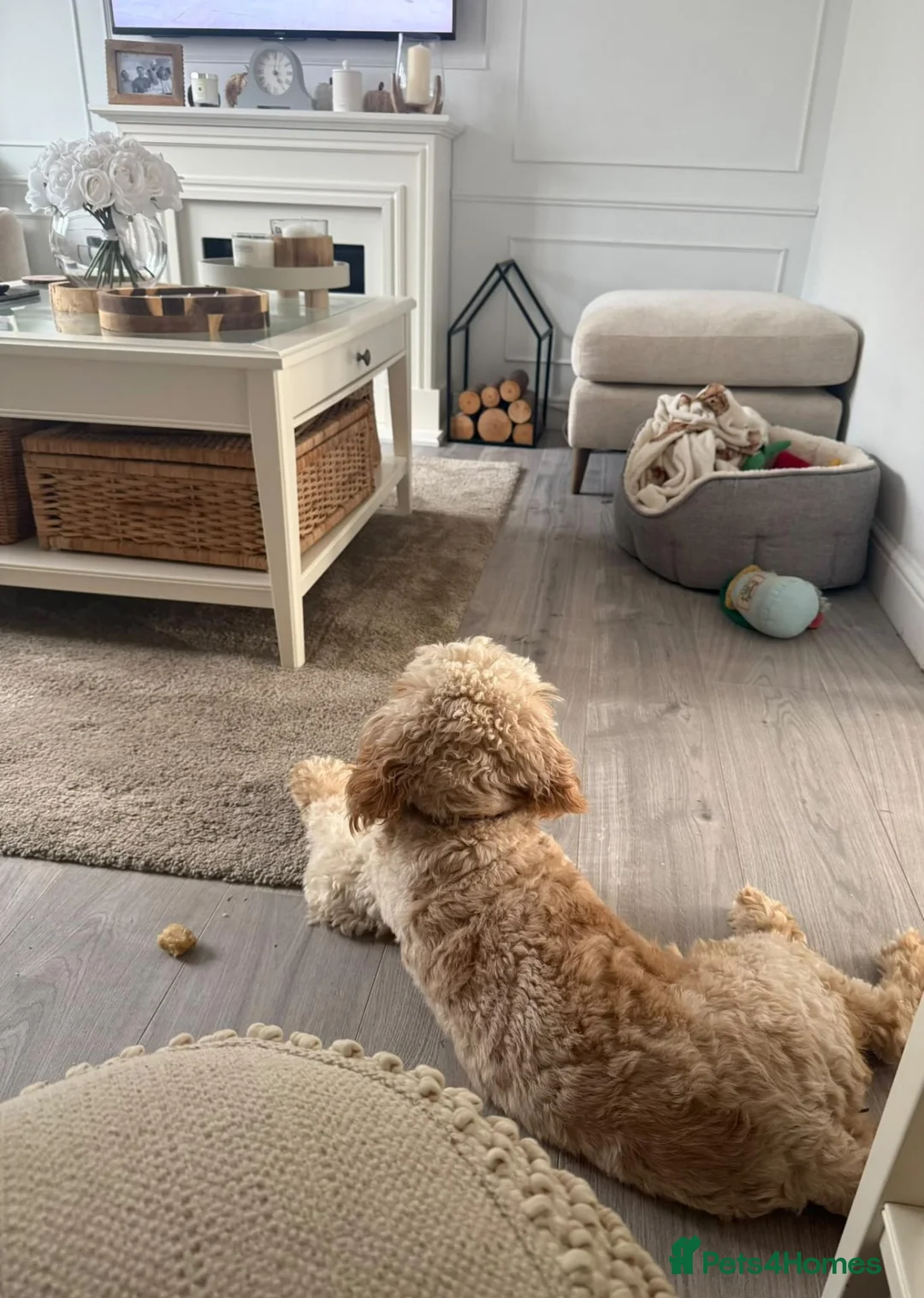 Cavapoo dogs for adoption: BEAR FOSTER TO ADOPT-Cornwall/Devon/SomersetBorder - Advert 2
