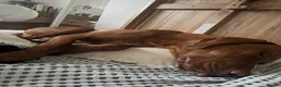 Hungarian Vizsla dogs for sale: Looking to rehome my wonderful Viszla  - Advert 6