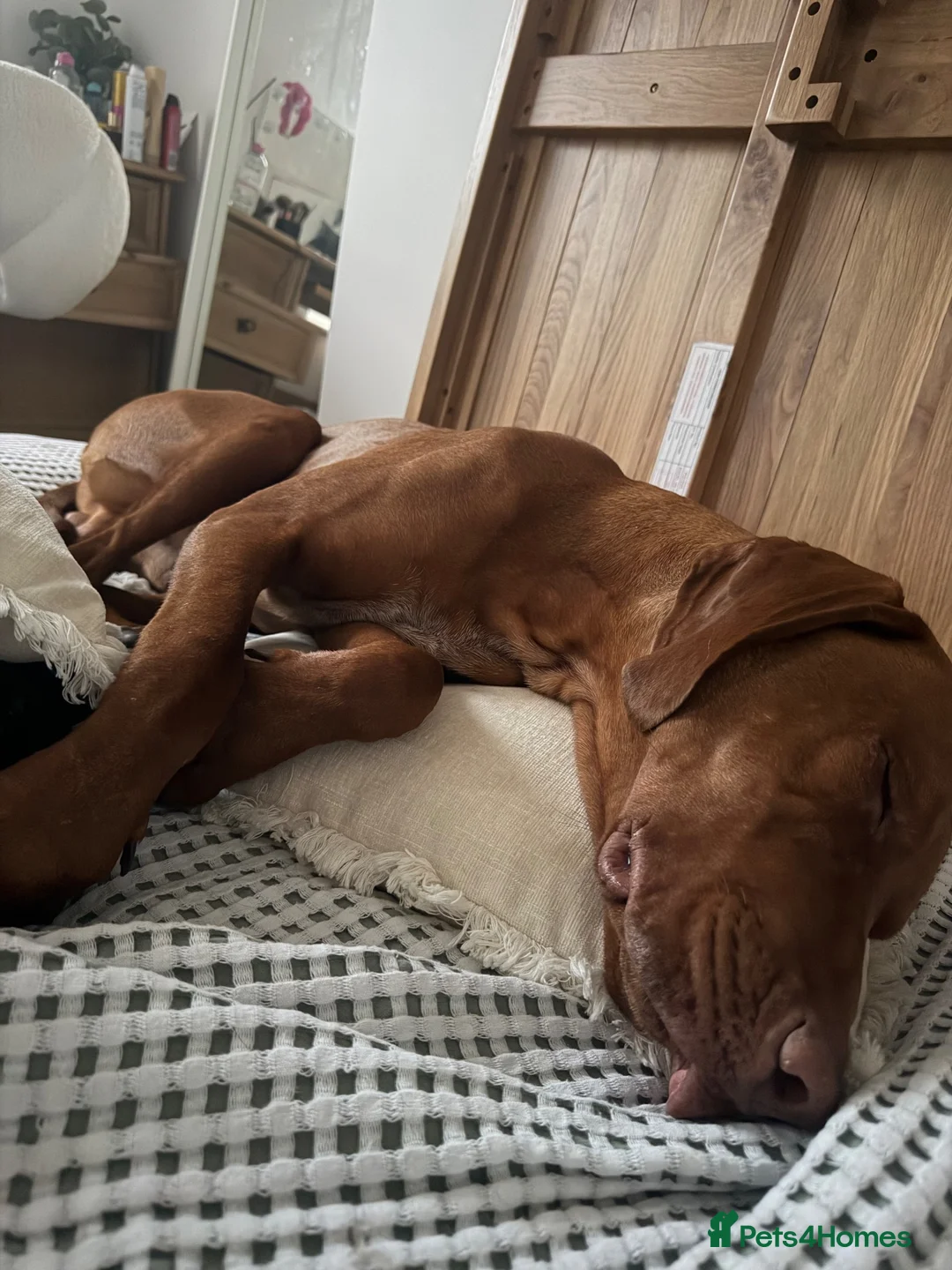Hungarian Vizsla dogs for sale: Looking to rehome my wonderful Viszla  - Advert 6