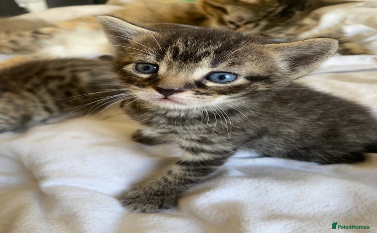 Domestic Shorthair cats - Advert 5