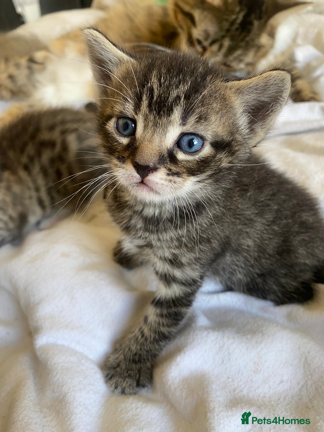 Domestic Shorthair cats for sale: Beautiful kitten healthy & playful - Image 1