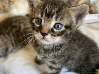 Domestic Shorthair cats - Advert 18