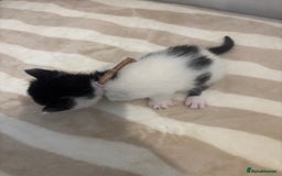 British Shorthair cats for sale: X2 female British shorthaired cross kittens - Image 3