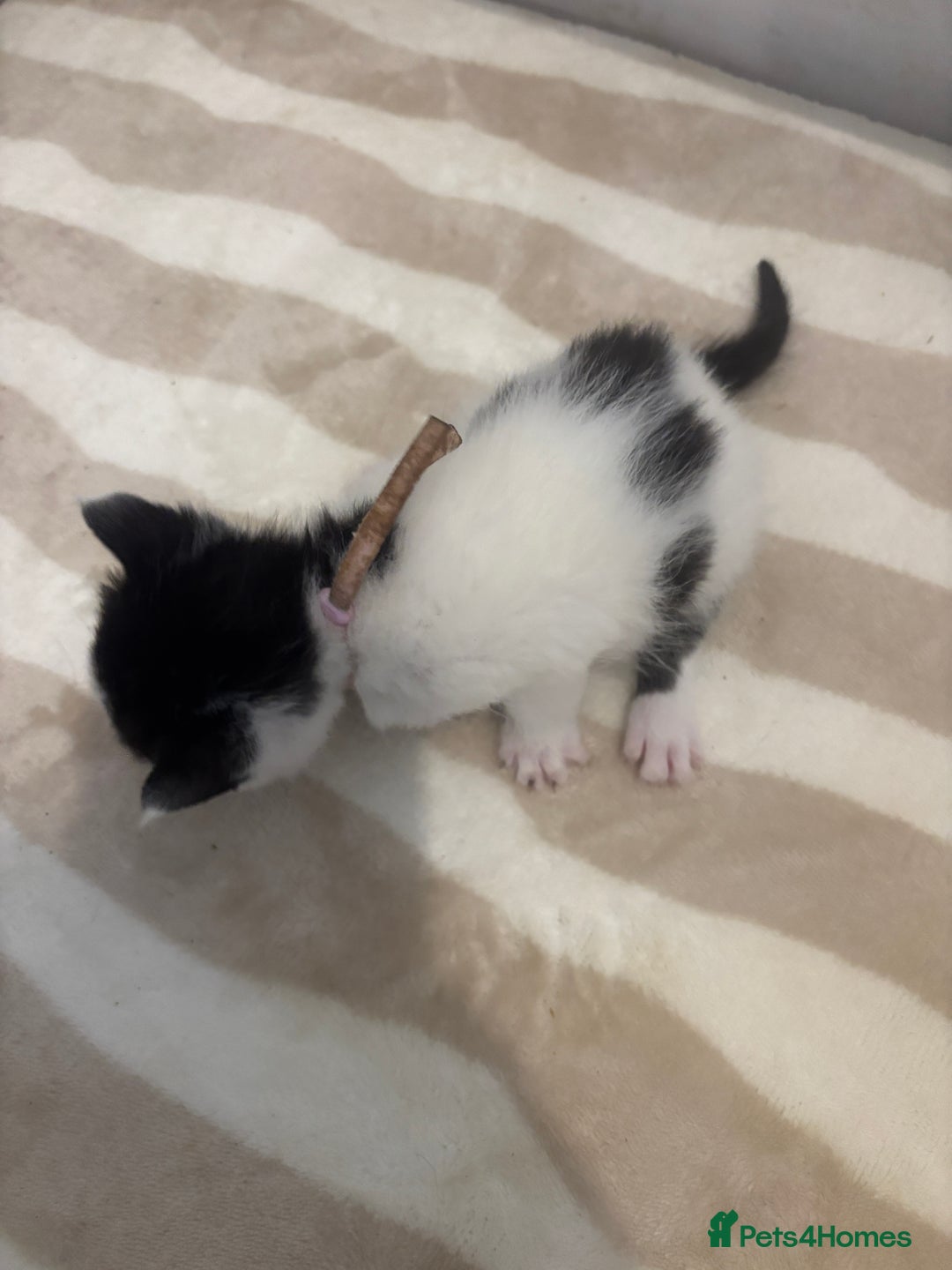 British Shorthair cats for sale: X2 female British shorthaired cross kittens - Image 3