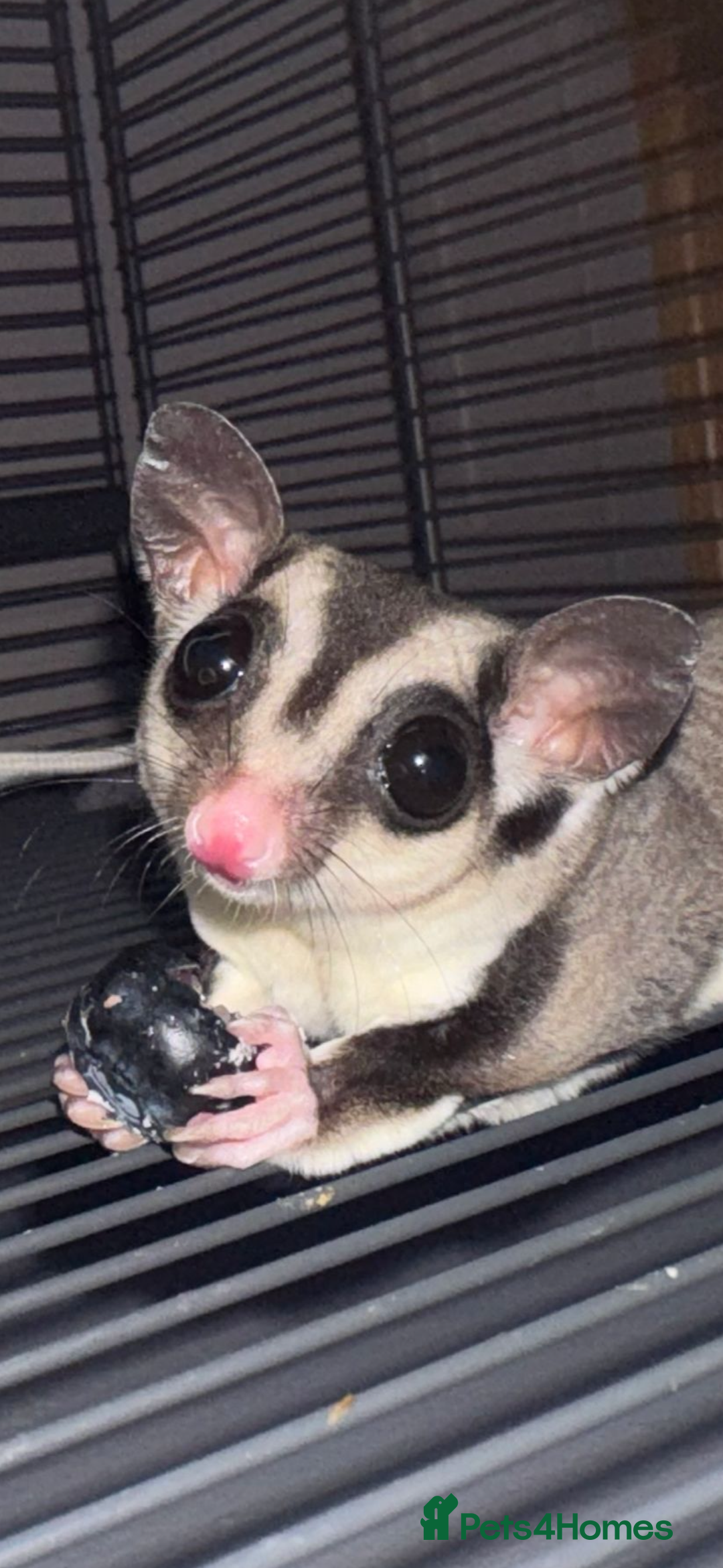 Sugar Glider rodents for sale: 3 Sugar Gliders with cage + accessories  - Image 2
