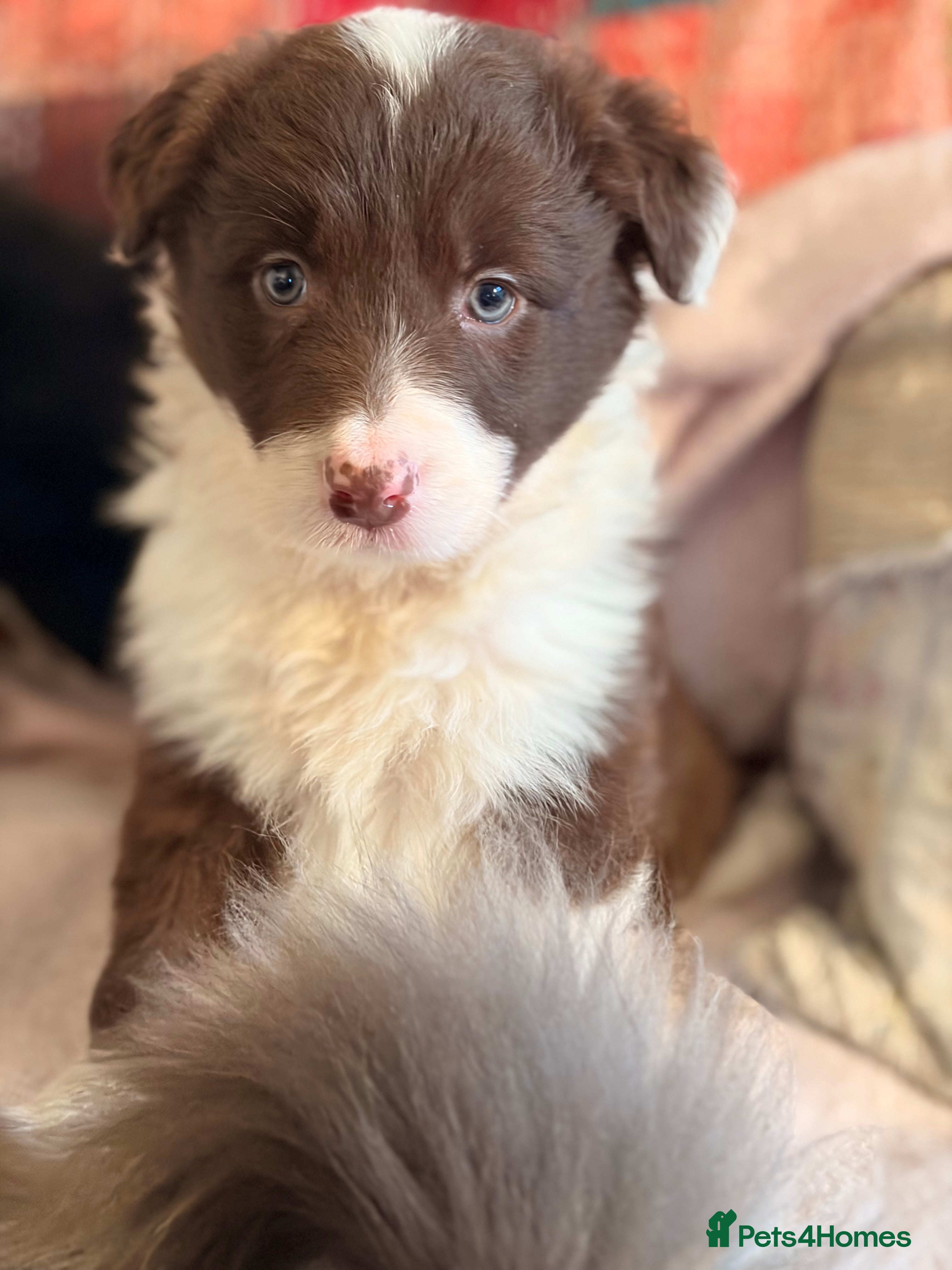 Border Collie dogs HEALTH TESTED CLEAR PARENTS BORDER COLLIE PUPS - Advert 2