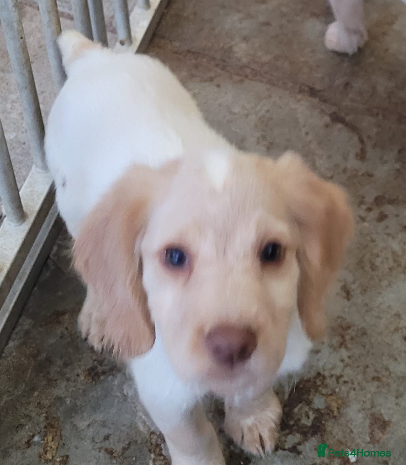 Sprocker dogs Only 2 left now Lovely sprockrer spaniels 2 boys  - Advert 2