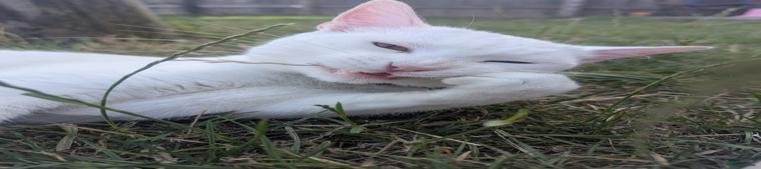 Male White Cat for rehoming 