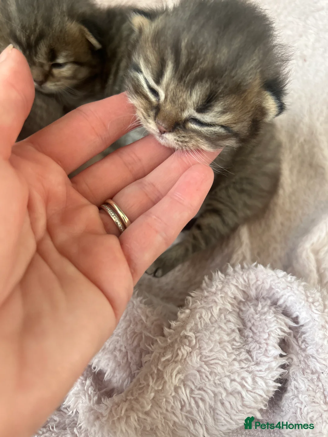 Scottish Fold cats for sale: Stunning Highland ScottishFold Kittens Rare Silver - Advert 2