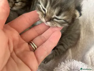 Scottish Fold cats Stunning Highland ScottishFold Kittens Rare Silver - Advert 17