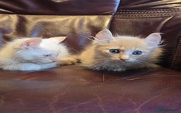 Mixed Breed cats for sale: Two ginger boys and one Flame point - Image 9