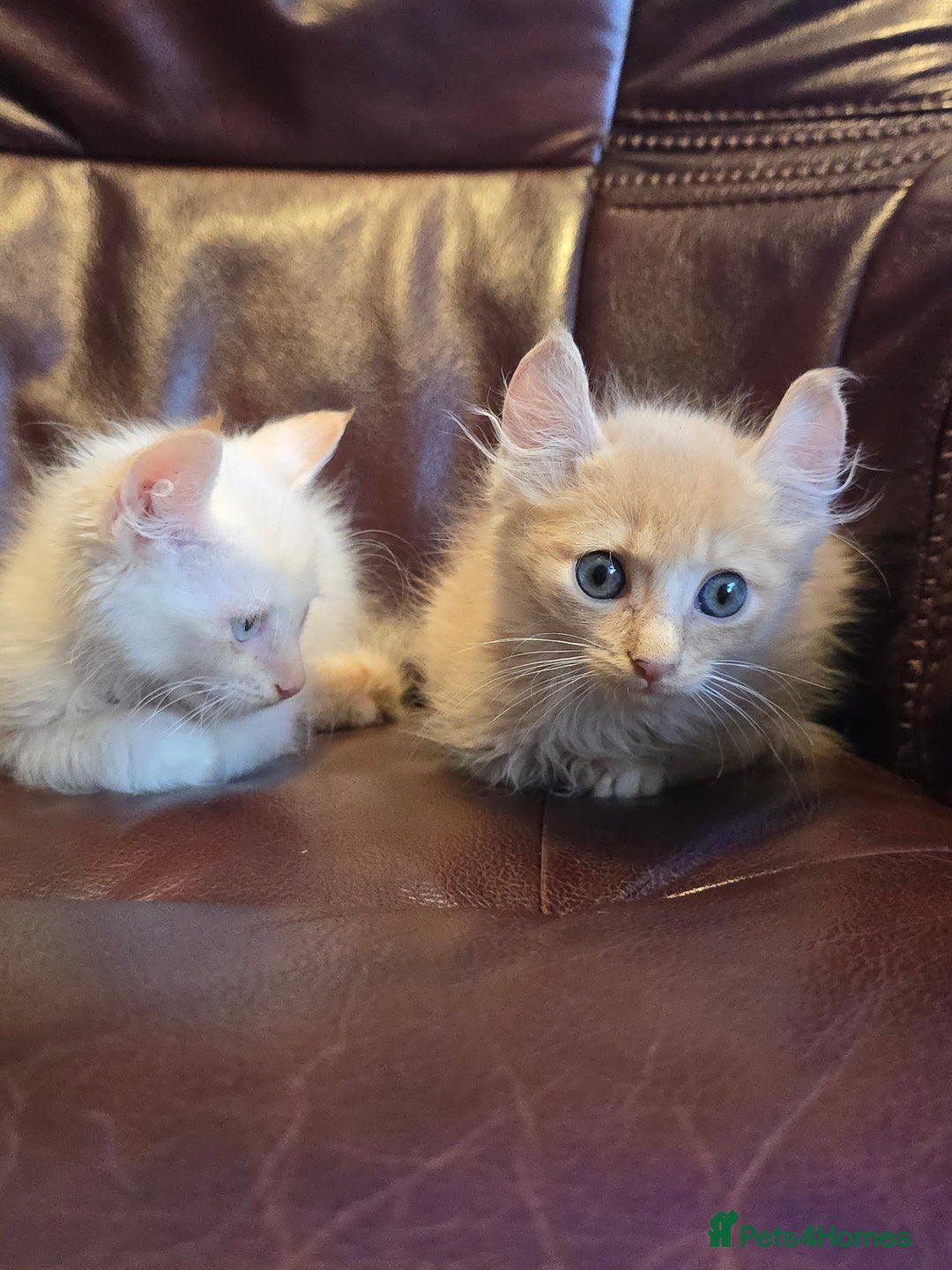 Mixed Breed cats for sale: Two ginger boys and one Flame point - Image 9