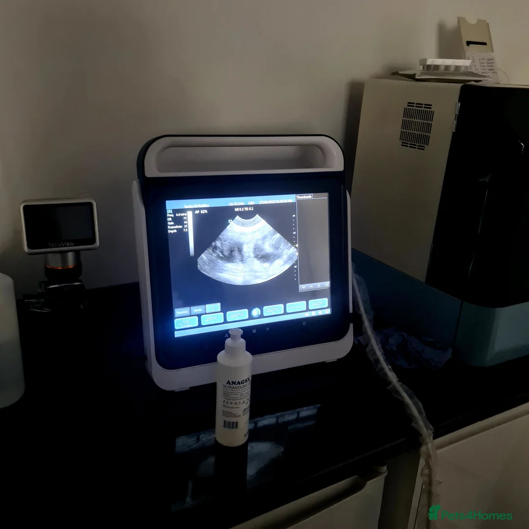 English Bulldog dogs for stud: Open for stud - proven producing fluffys.  in Leeds - Advert 13