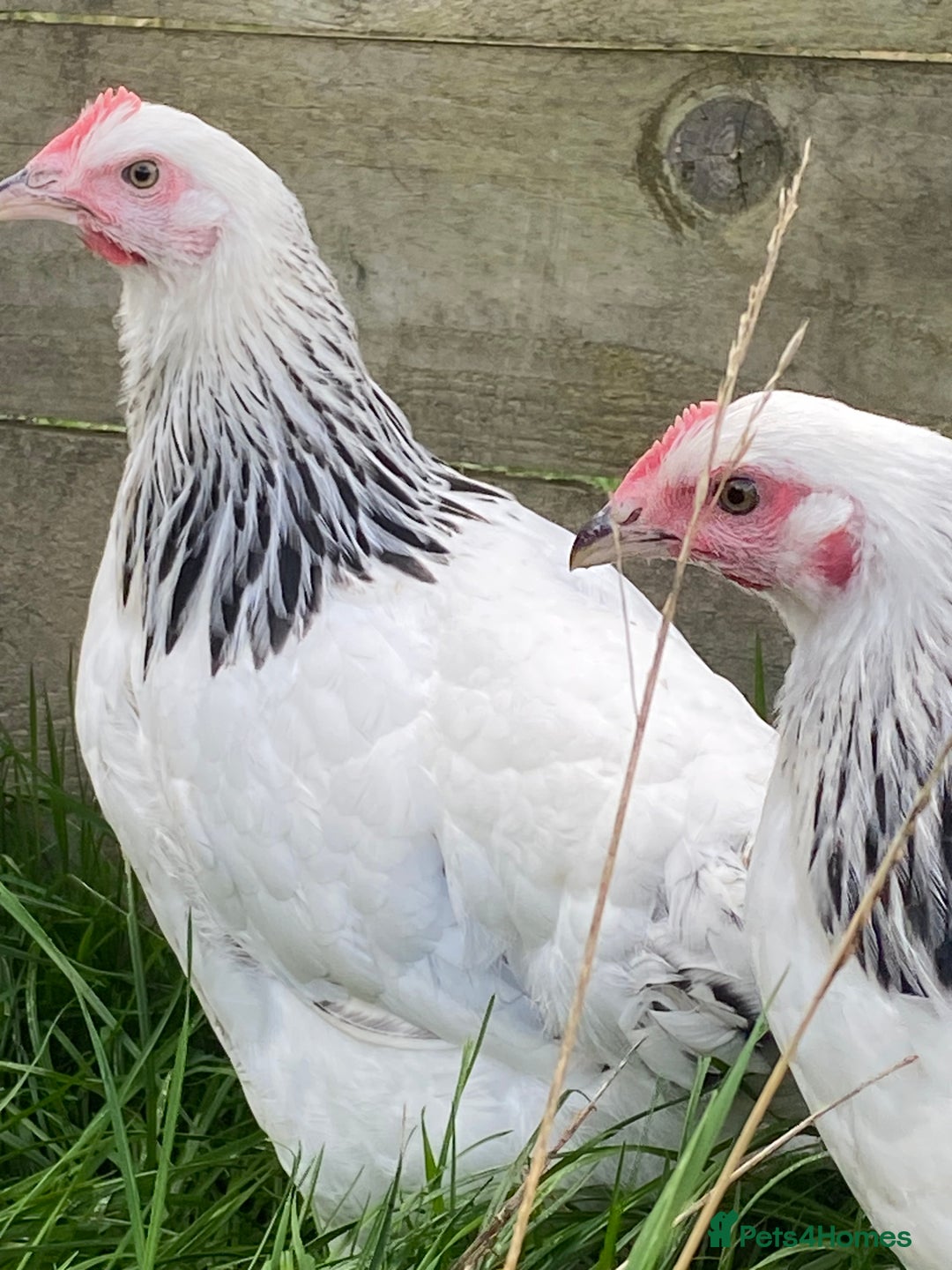 Chickens poultry for sale: Light Sussex  - Advert 4