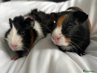 Guinea Pig rodents - Advert 20