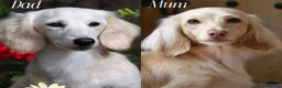 Miniature Dachshund dogs for sale: Cream Longhaired Miniature Dachshund - Advert 5