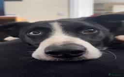 Border Collie dogs for sale: Koby the border collie  - Image 3