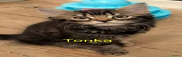 Domestic Shorthair cats for sale: READY TO LEAVE NOW🩵🩷 - Advert 23