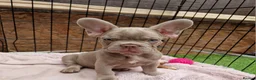French Bulldog dogs for sale: Puppies  - Advert 1