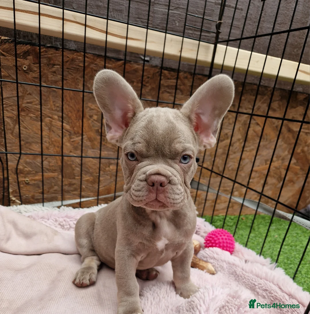 French Bulldog dogs for sale: Puppies  - Advert 1
