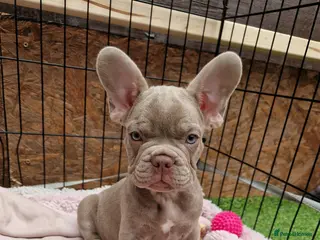 French Bulldog dogs Puppies - Advert 2