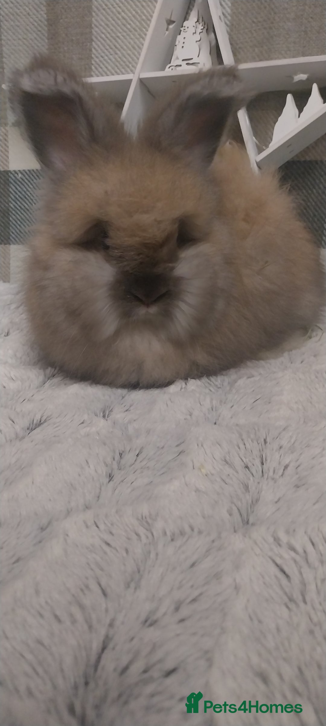 Angora rabbits for sale: Beautiful Angora boys  - Advert 3