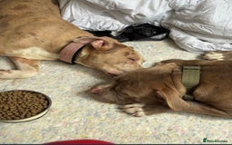 Mixed Breed dogs for sale: 2 puppies for sale  - Image 2