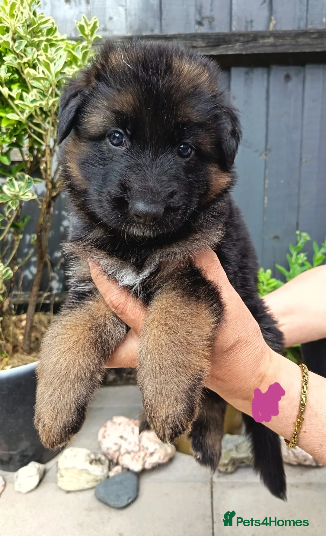 German Shepherd dogs for sale: PUPPIES FOR SALE - Advert 20