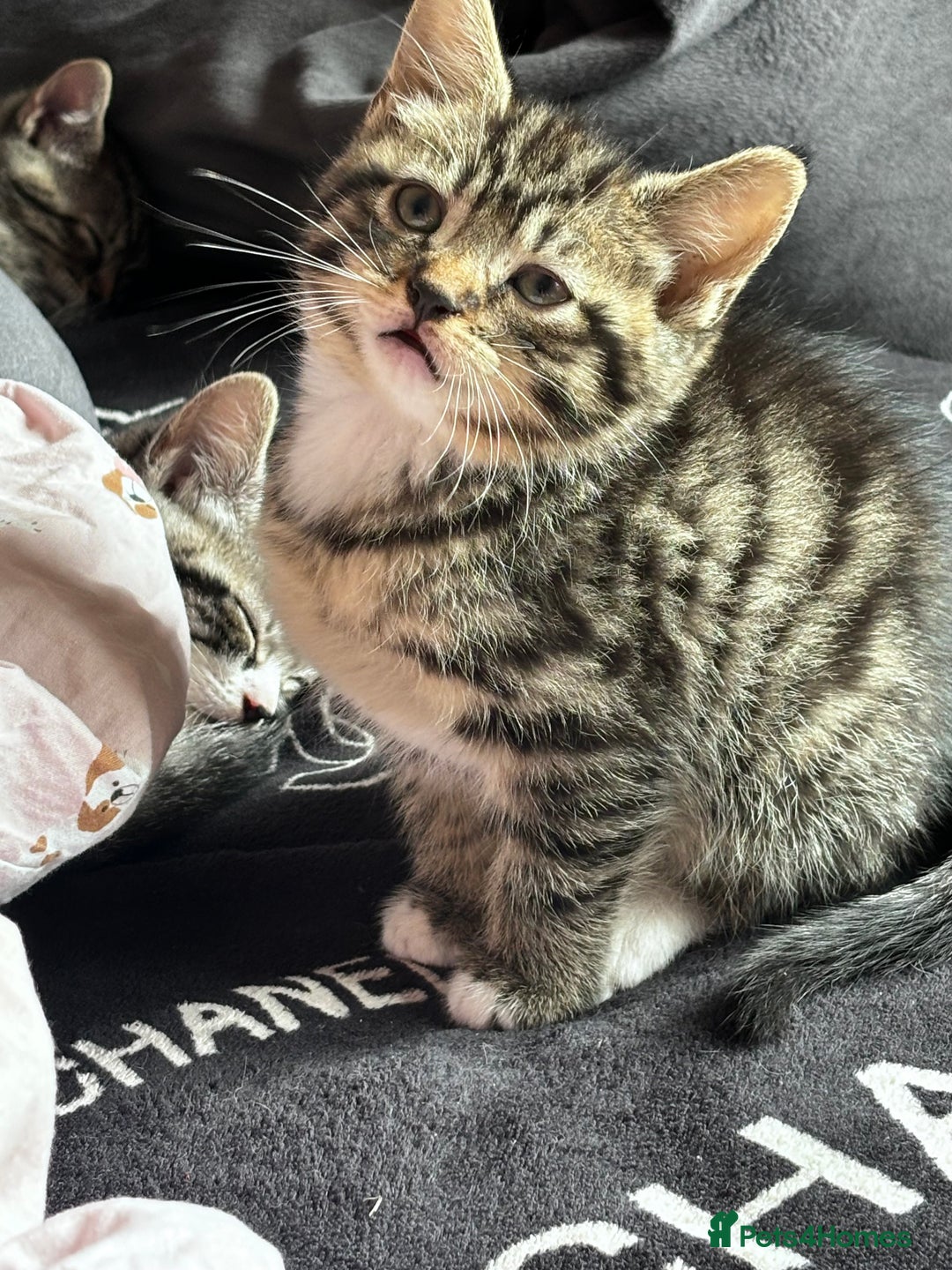 British Shorthair cats for sale: Gorgeous kittens ready soon 3 girls 😍 - Image 14