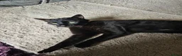 Mixed Breed cats for sale: Black cat - Advert 5