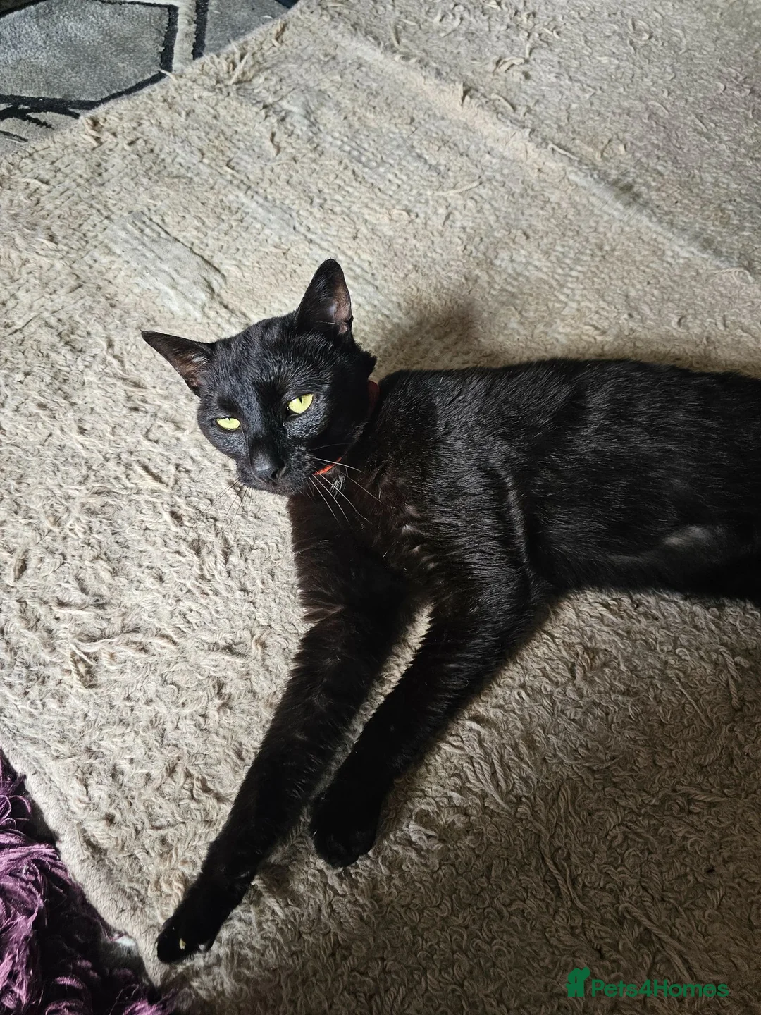 Mixed Breed cats for sale: Black cat - Advert 5